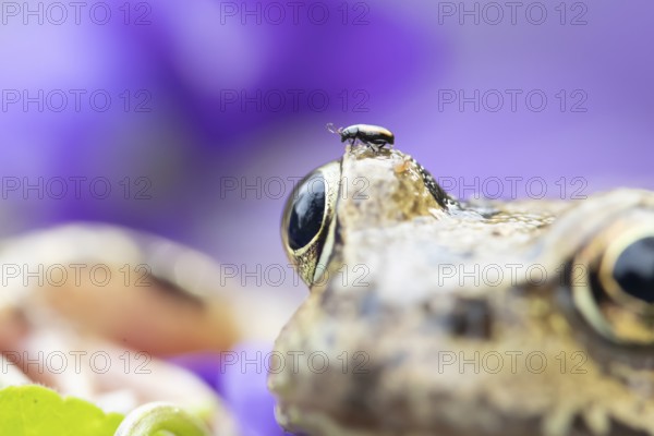 Common frog (Rana temporaria) adult amphibian with a beetle on its head in a garden, England, United Kingdom