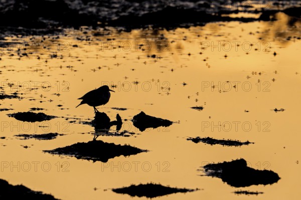 Common sandpiper (Actitis hypoleucos) resting on muddy pond shore with flying insects on water surface silhouetted at sunset in late summer