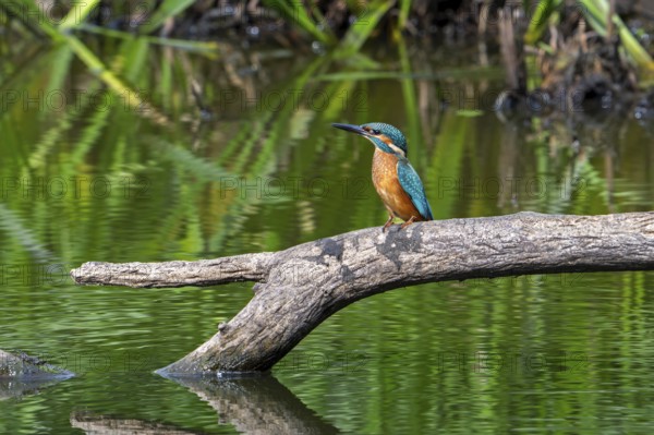 Common kingfisher (Alcedo atthis) juvenile perched on branch over water of pond in late summer (September)