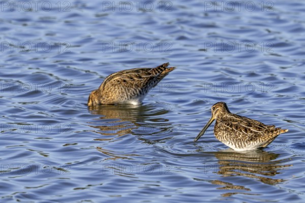 Two common snipes (Gallinago gallinago) foraging in shallow water by probing soft mud in pond in late summer