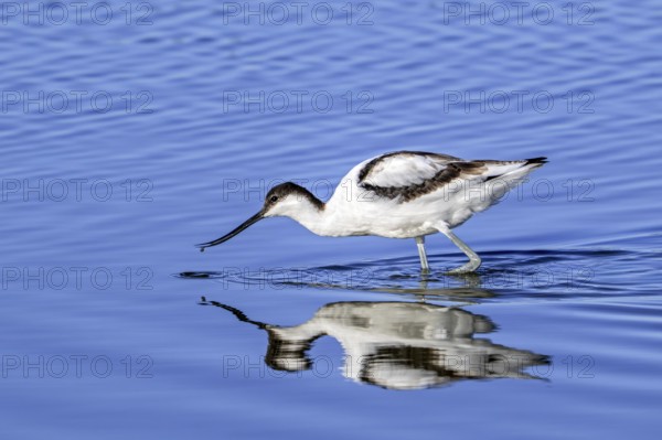 Pied avocet (Recurvirostra avosetta) foraging in shallow water of pond in late summer, early autumn