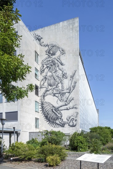 Mural of animal skeletons by ROA on wall of the GUM, Ghent University Museum seen from the Botanical Garden in the city Gent, East Flanders, Belgium