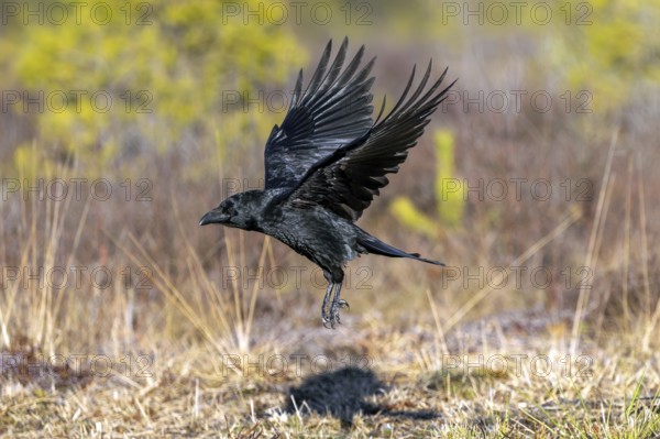 Common raven, northern raven (Corvus corax) taking off from grassland