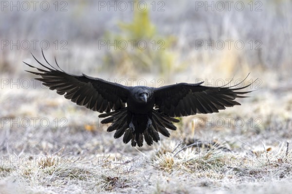 Common raven, northern raven (Corvus corax) landing in grassland covered in hoarfrost on a freezing cold day in winter