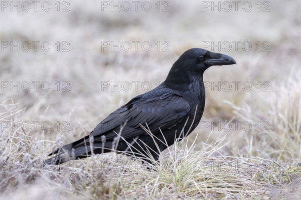 Common raven, northern raven (Corvus corax) foraging in grassland covered in hoarfrost on a freezing cold day in winter