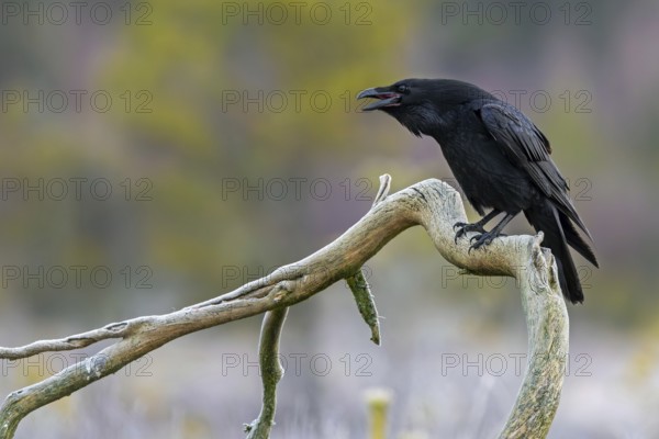Common raven, northern raven (Corvus corax) calling from fallen branch in grassland covered in hoarfrost on a freezing cold day in winter