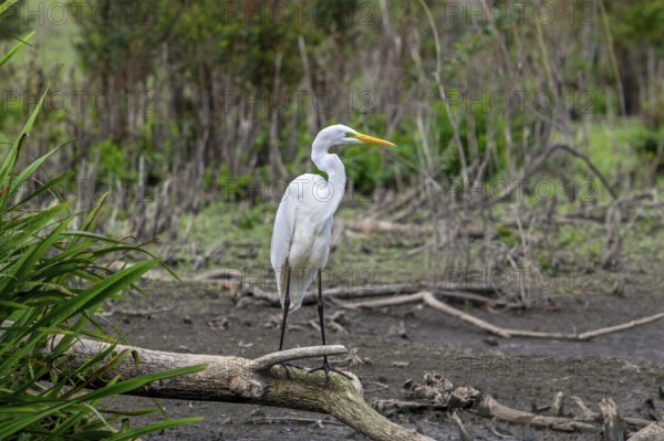 Great white egret, great egret (Ardea alba) non-breeding adult looking for prey in dried out pond during heatwave in late summer (September)