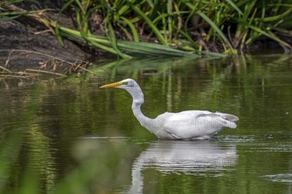 Great white egret, great egret (Ardea alba) non-breeding adult fishing in shallow water of pond in late summer (September)