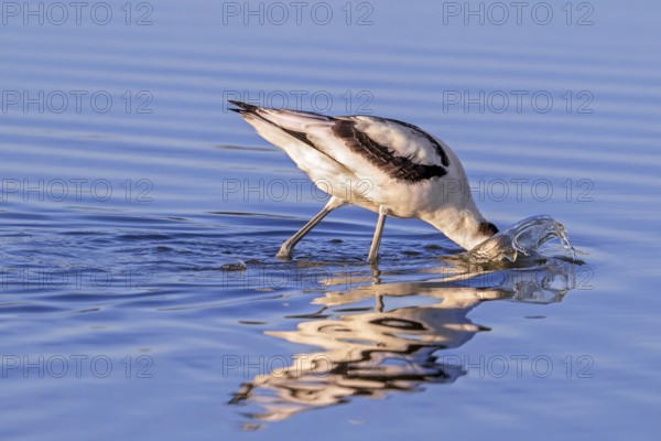 Pied avocet (Recurvirostra avosetta) foraging in shallow water of pond in evening light in late summer, early autumn