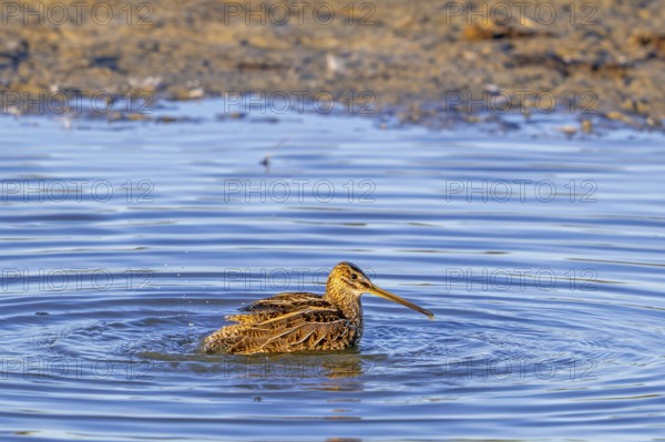 Common snipe (Gallinago gallinago) cleaning feathers by bathing in shallow water along pond bank in evening light in late summer
