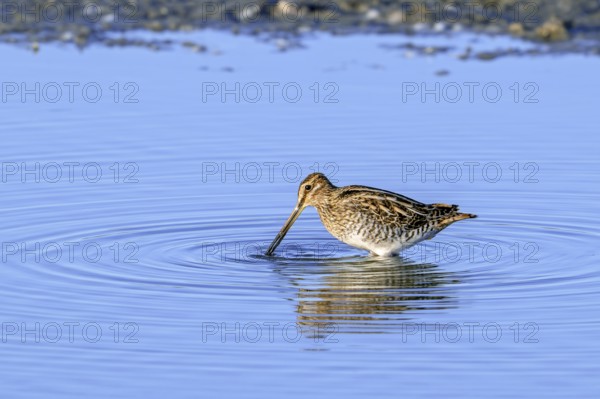 Common snipe (Gallinago gallinago) foraging in shallow water by probing soft mud along pond bank in late summer