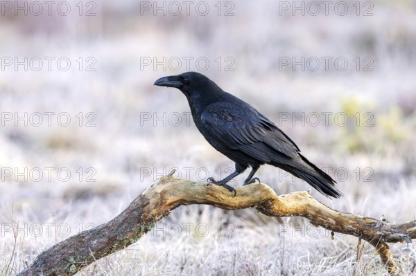 Common raven, northern raven (Corvus corax) perched on fallen branch in grassland covered in hoarfrost on a freezing cold day in winter