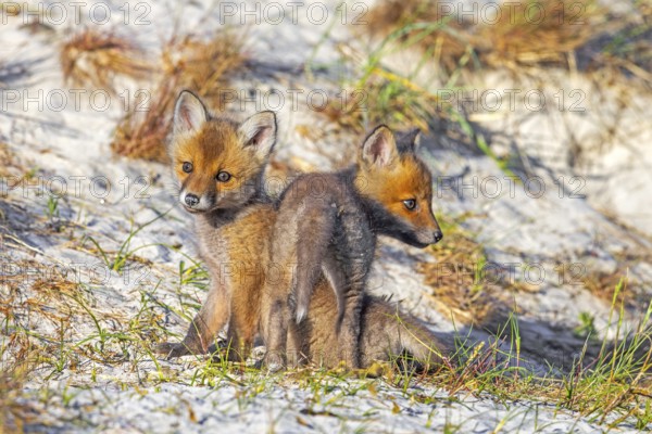 Young red foxes (Vulpes vulpes) two alert kits, juveniles playing near burrow, den in the sand dunes along the coast in spring