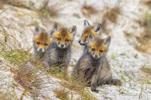 Young red foxes (Vulpes vulpes) four curious kits, juveniles looking towards camera near burrow, den in the sand dunes along the coast in spring