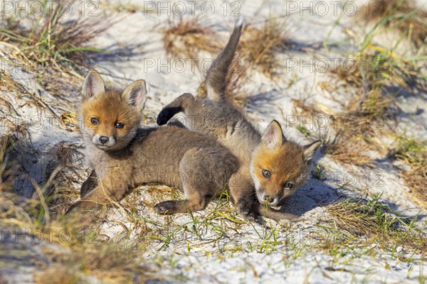 Young red foxes (Vulpes vulpes) two playful kits, juveniles playing near burrow, den in the sand dunes along the coast in spring