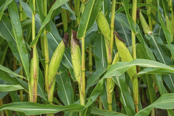 Close-up of female inflorescences, maize stalks, leaves, ears and corn silk in maizefield, cornfield, field of maize (Zea mays) in summer