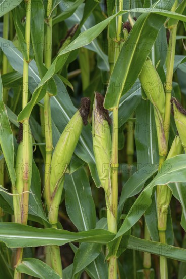 Close-up of female inflorescences, maize stalks, leaves, ears and corn silk in maizefield, cornfield, field of maize (Zea mays) in summer