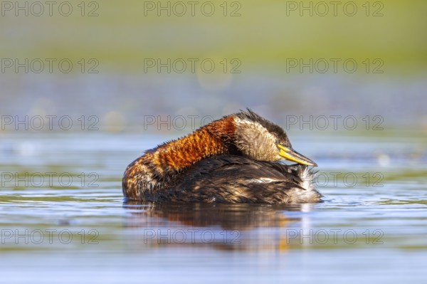 Red-necked grebe (Podiceps grisegena, Podiceps griseigena) adult in breeding plumage preening tail feathers while swimming in lake in summer