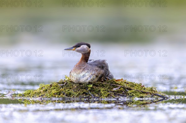 Red-necked grebe (Podiceps grisegena) adult in breeding plumage breeding eggs on nest in lake in spring
