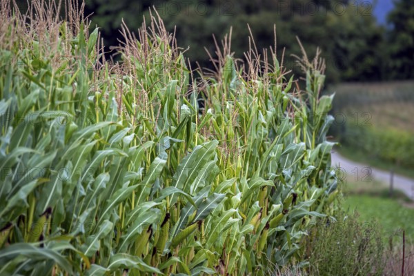 Maizefield, cornfield, field of maize (Zea mays) showing maize stalks with tassels, inflorescence of male flowers and corncobs in summer