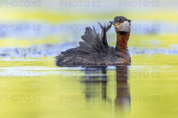 Red-necked grebe (Podiceps grisegena, Podiceps griseigena) adult in breeding plumage preening feathers while swimming in lake in summer