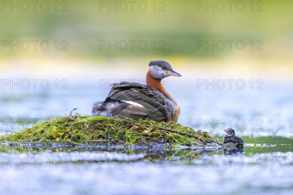 Red-necked grebe (Podiceps grisegena) adult in breeding plumage on nest with chick hiding on its back and another swimming in lake in summer
