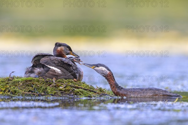 Red-necked grebe (Podiceps grisegena, Podiceps griseigena) male in breeding plumage feeding two chicks on female's back on nest in lake in summer