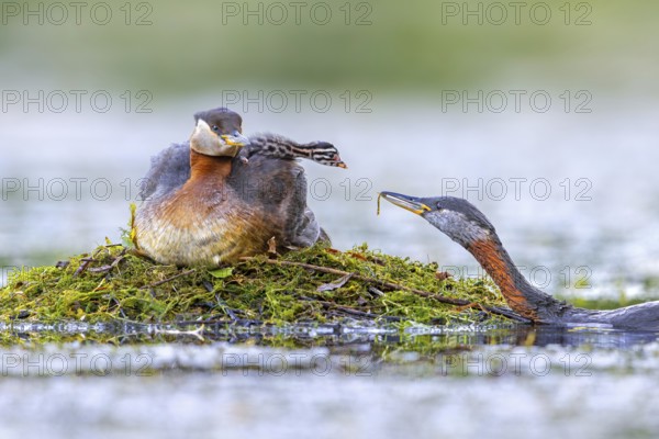 Red-necked grebe (Podiceps grisegena, Podiceps griseigena) male in breeding plumage feeding chick on female's back on nest in lake in summer