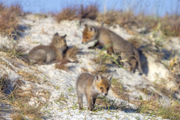 Young red foxes (Vulpes vulpes) three playful kits, juveniles playing near burrow, den in the sand dunes along the coast in spring