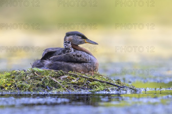 Red-necked grebe (Podiceps grisegena, Podiceps griseigena) adult in breeding plumage with chick on its back on nest in lake in summer