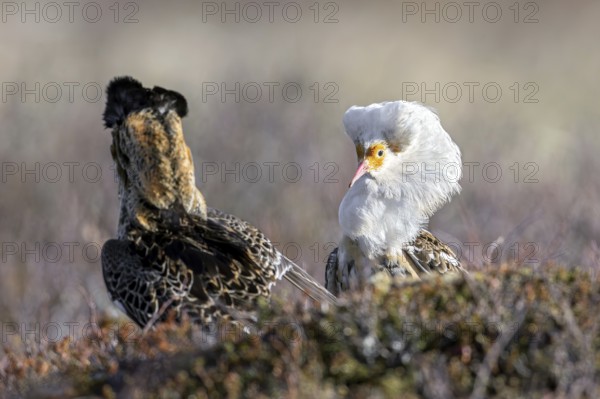 Two ruffs (Calidris pugnax), satellite with white neck ruff and territorial male in breeding plumage displaying at lek in spring, Scandinavia