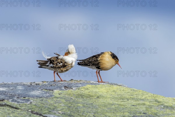 Two ruffs (Calidris pugnax), satellite with white neck ruff and territorial male in breeding plumage resting on rock at lek in spring, Scandinavia