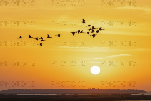 Migrating flock of common cranes, Eurasian cranes (Grus grus) in flight silhouetted against orange sunrise sky during migration in autumn, fall