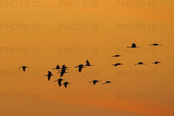 Migrating flock of common cranes, Eurasian cranes (Grus grus) in flight silhouetted against orange sunset sky during migration in autumn, fall