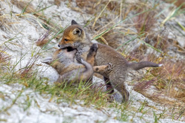 Young red foxes (Vulpes vulpes) two playful kits, juveniles playing near burrow, den in the sand dunes along the coast in spring