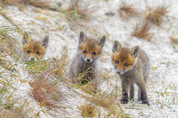 Young red foxes (Vulpes vulpes) three curious kits, juveniles looking towards camera near burrow, den in the sand dunes along the coast in spring