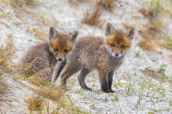 Young red foxes (Vulpes vulpes) two curious kits, juveniles looking towards camera near burrow, den in the sand dunes along the coast in spring