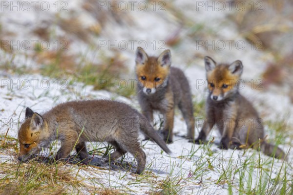 Young red foxes (Vulpes vulpes) three playful kits, juveniles playing near burrow, den in the sand dunes along the coast in spring