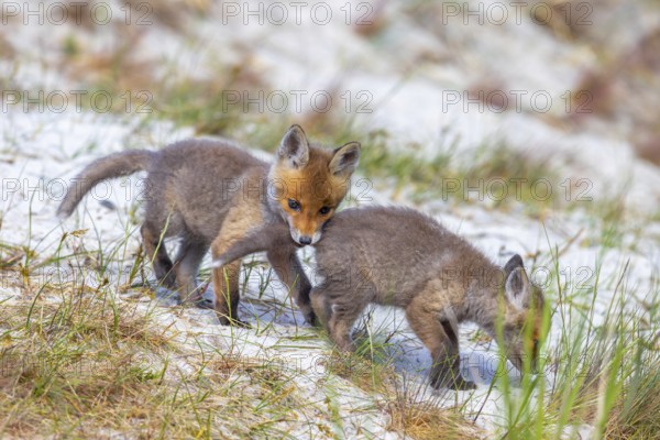 Young red foxes (Vulpes vulpes) playful kit, juvenile biting sibling's tail near burrow, den in the sand dunes along the coast in spring