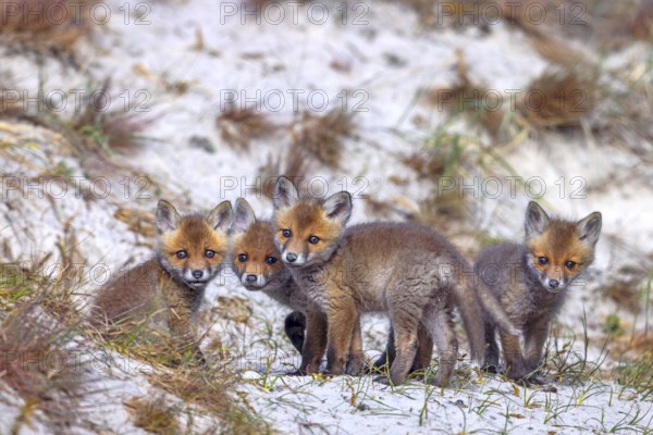Young red foxes (Vulpes vulpes) four curious kits, juveniles looking towards camera near burrow, den in the sand dunes along the coast in spring