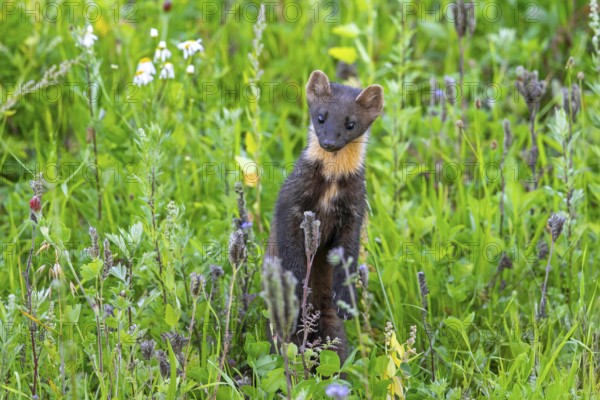 European pine marten (Martes martes) standing upright while hunting in meadow in summer