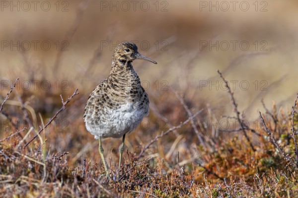 Ruff (Calidris pugnax) female at lek in spring, Scandinavia