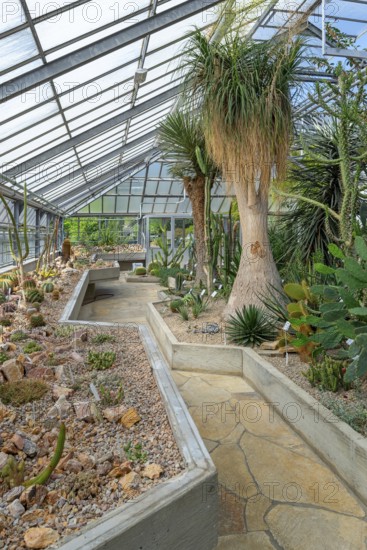 Cacti and other succulents in the succulent greenhouse at the University Botanical Garden in the city Ghent, East Flanders, Belgium
