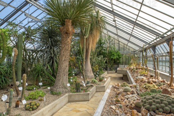 Cacti and other succulents in the succulent greenhouse at the University Botanical Garden in the city Ghent, East Flanders, Belgium