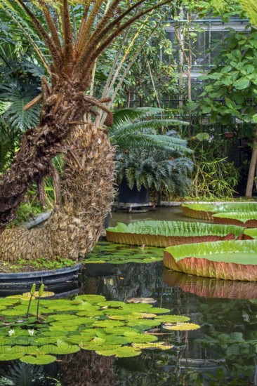 Floating leaves of giant waterlilies in the tropical Victoria greenhouse at the University Botanical Garden in the city Ghent, East Flanders, Belgium