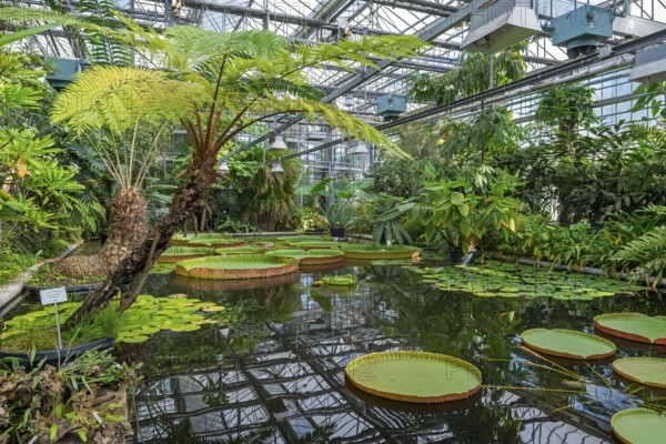 Floating leaves of giant waterlilies in the tropical Victoria greenhouse at the University Botanical Garden in the city Ghent, East Flanders, Belgium