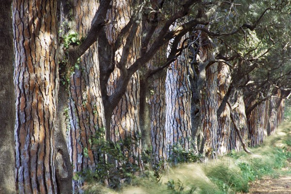 Pine avenue (Pinus pinea), Tuscany, Italy