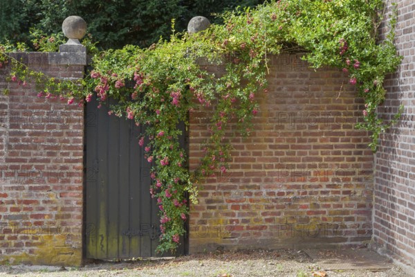 Old brick wall with a dark wooden gate, surrounded by climbing roses and ivy, rustic charm, Münsterland, North Rhine-Westphalia, Germany