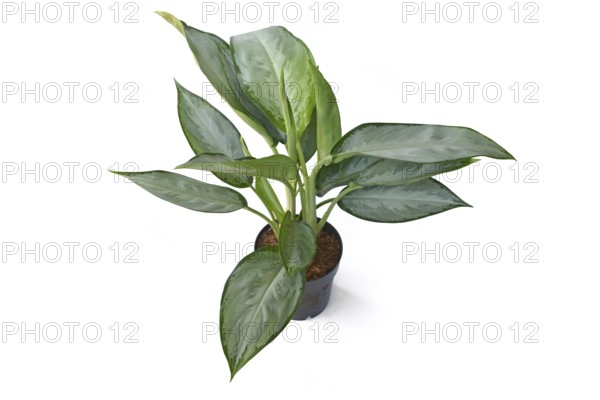 Aglaonema Silverado Chinese Evergreen houseplant. with silver leaves n white background