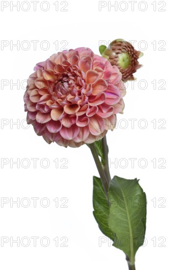 Peach colored Ball Dahlia flower in full bloom on white background